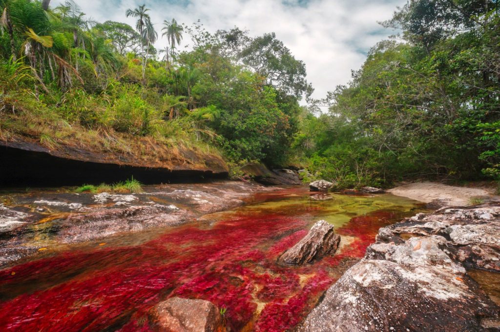 caño cristales-la macarena