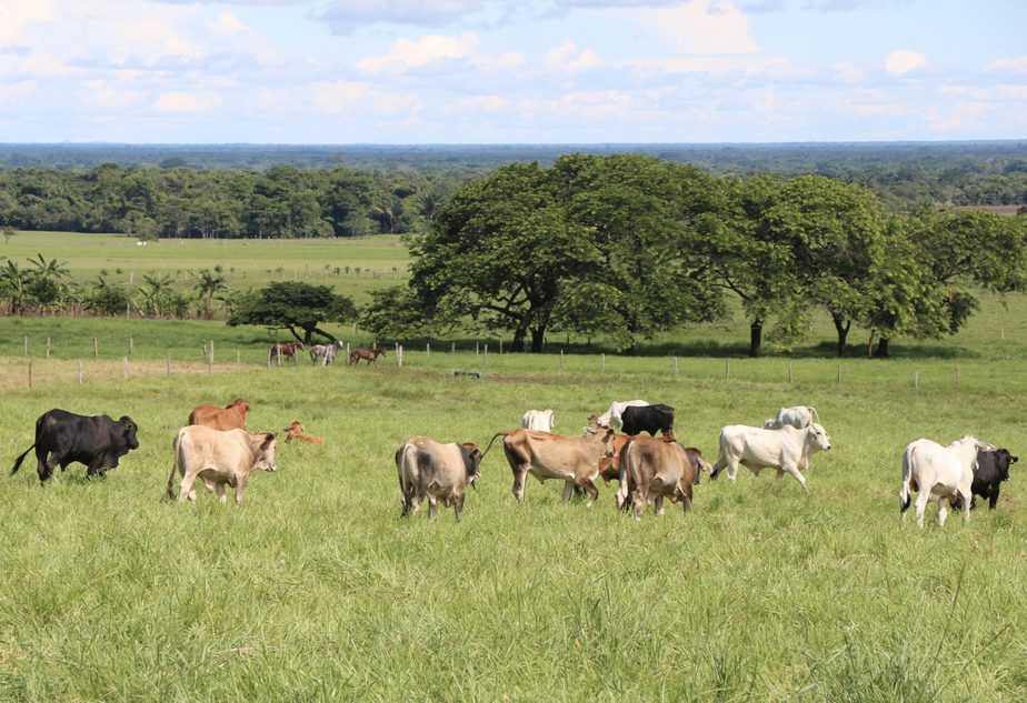 folclor llanero