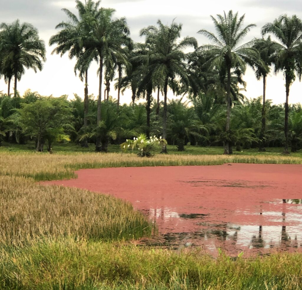 Acacías laguna rosa