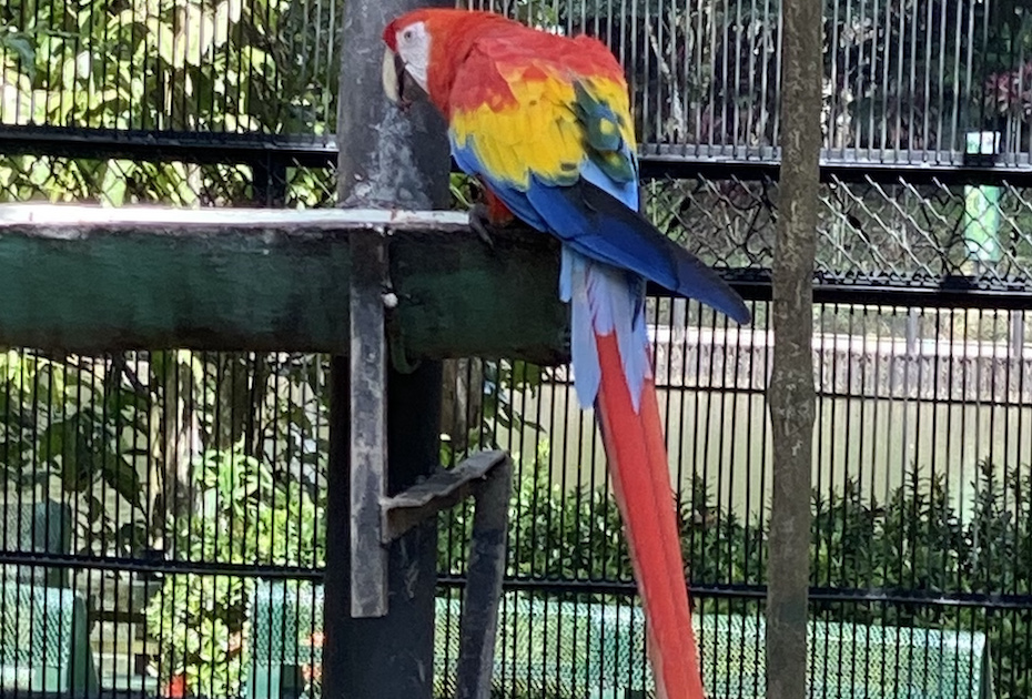 Aves del llano colombiano